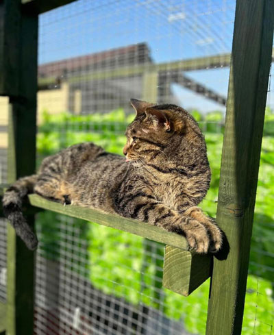 Images of cats in Priderock Boarding Cattery